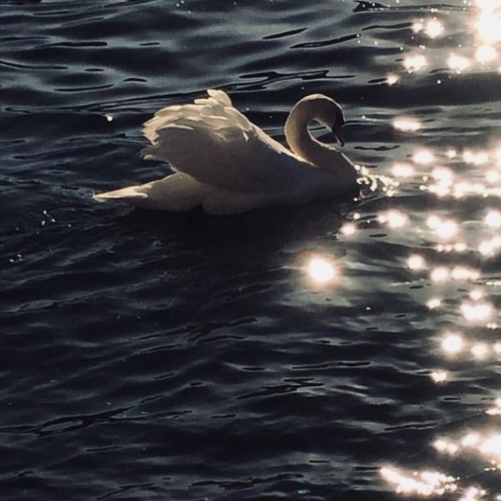 Meet your Posher, Dario